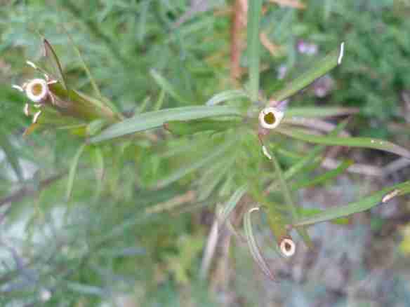 hollow toadflax stems