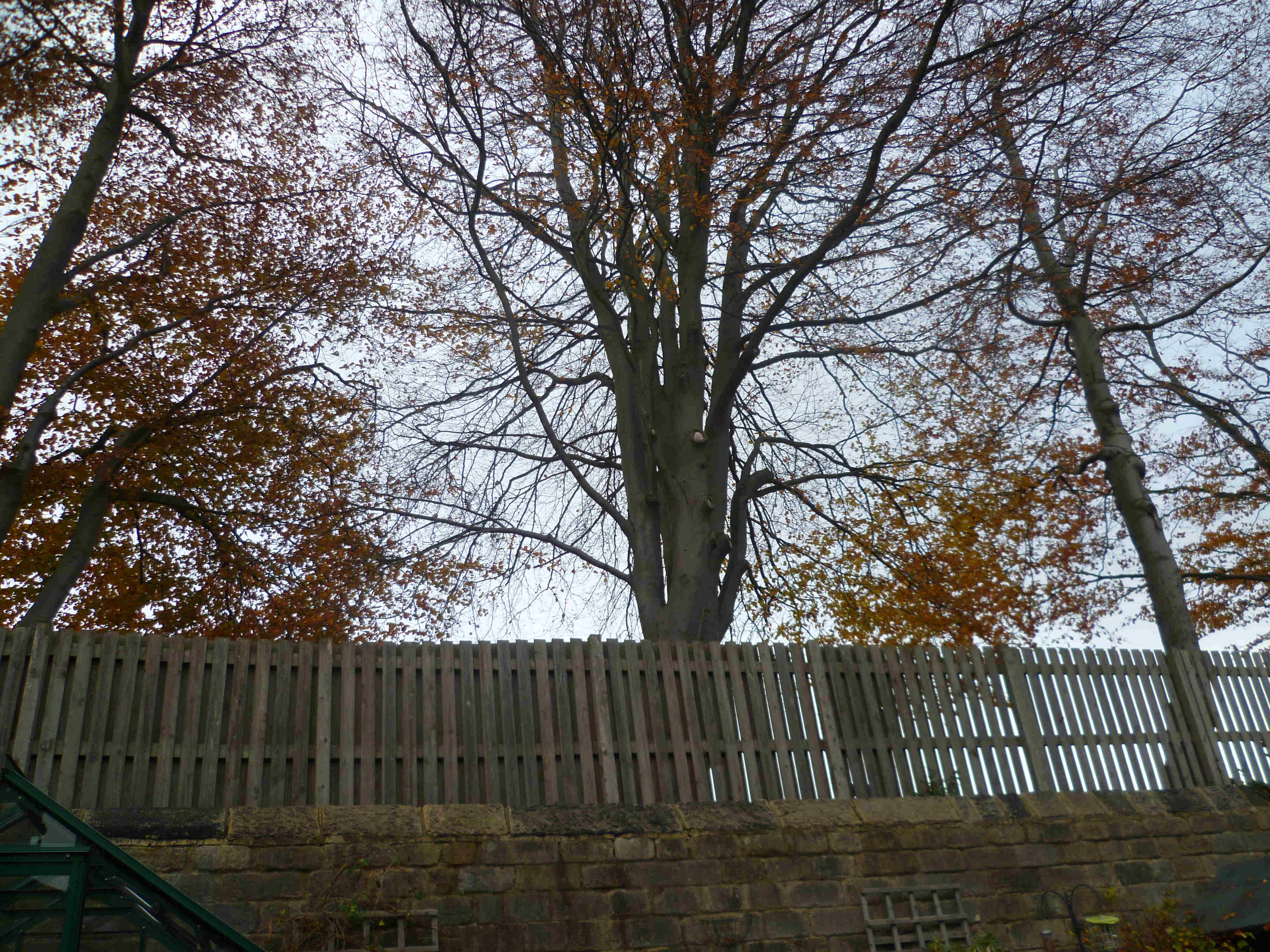 Mature beech trees above back garden