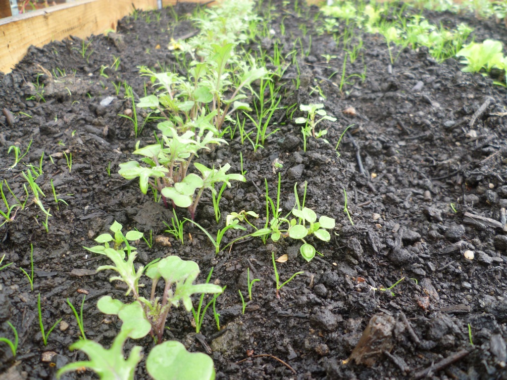 Grass and chickweed with kale seedlings